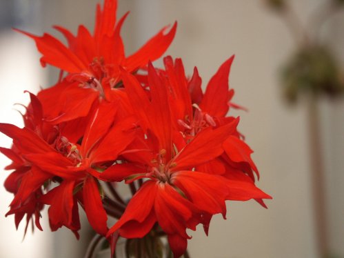 Vic Cavs - Stj�rnpelargoner.